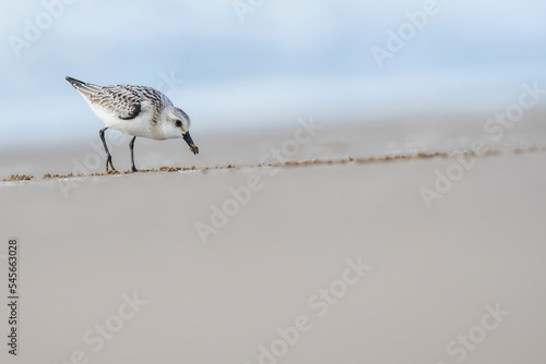 A Sanderling (Calidris alba) in the beach of the Ebro Delta