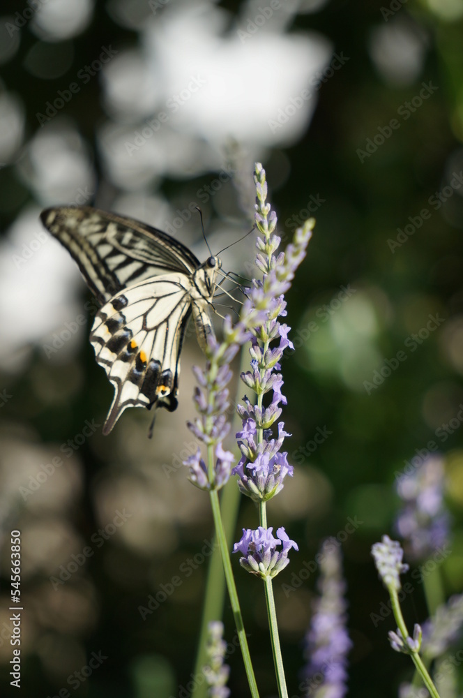 Obraz premium butterfly on a flower