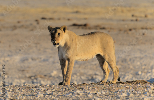 Löwen Ethosha Nationalpark
