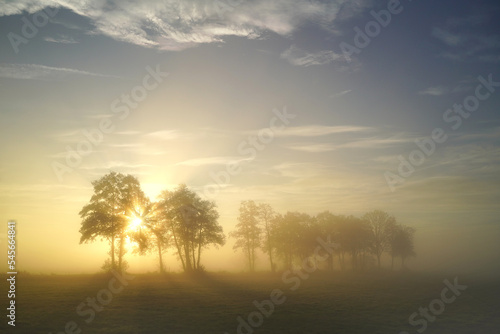 Sunrise behind trees on a foggy autumnal pasture © Dirk70