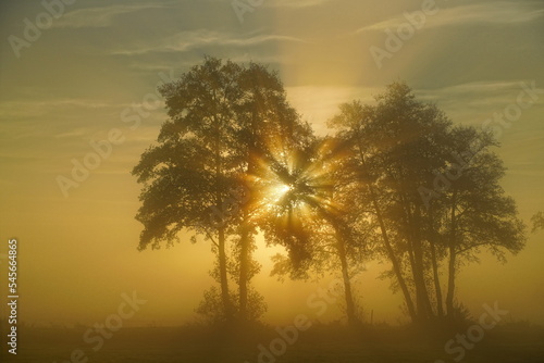 Rising sun shining through the branches of a group of trees