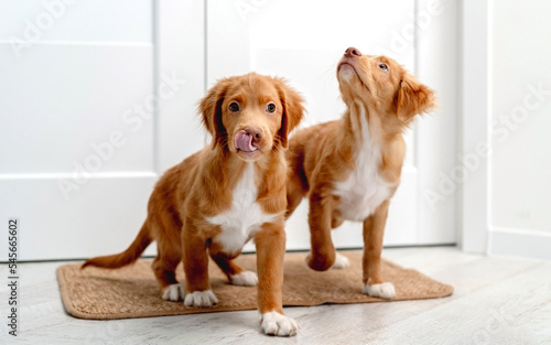 Couple of toller puppies at home © tan4ikk