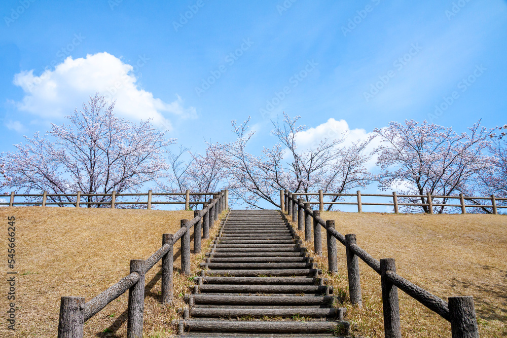 堤防沿いの桜並木と階段