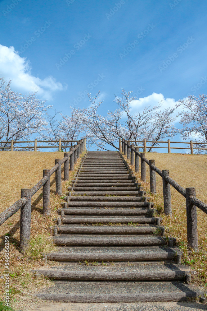 堤防沿いの桜並木と階段