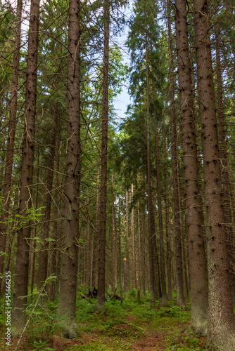Mixed coniferous-deciduous forest in the northern part of Russia.