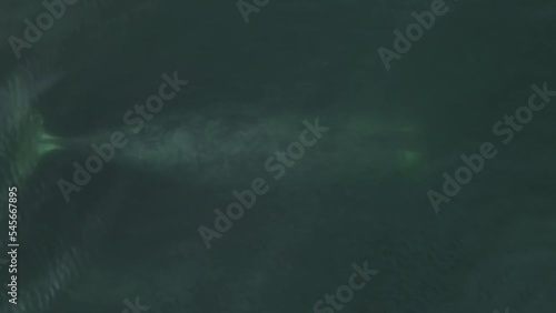 Big whale underwater. Aerial 4k photo