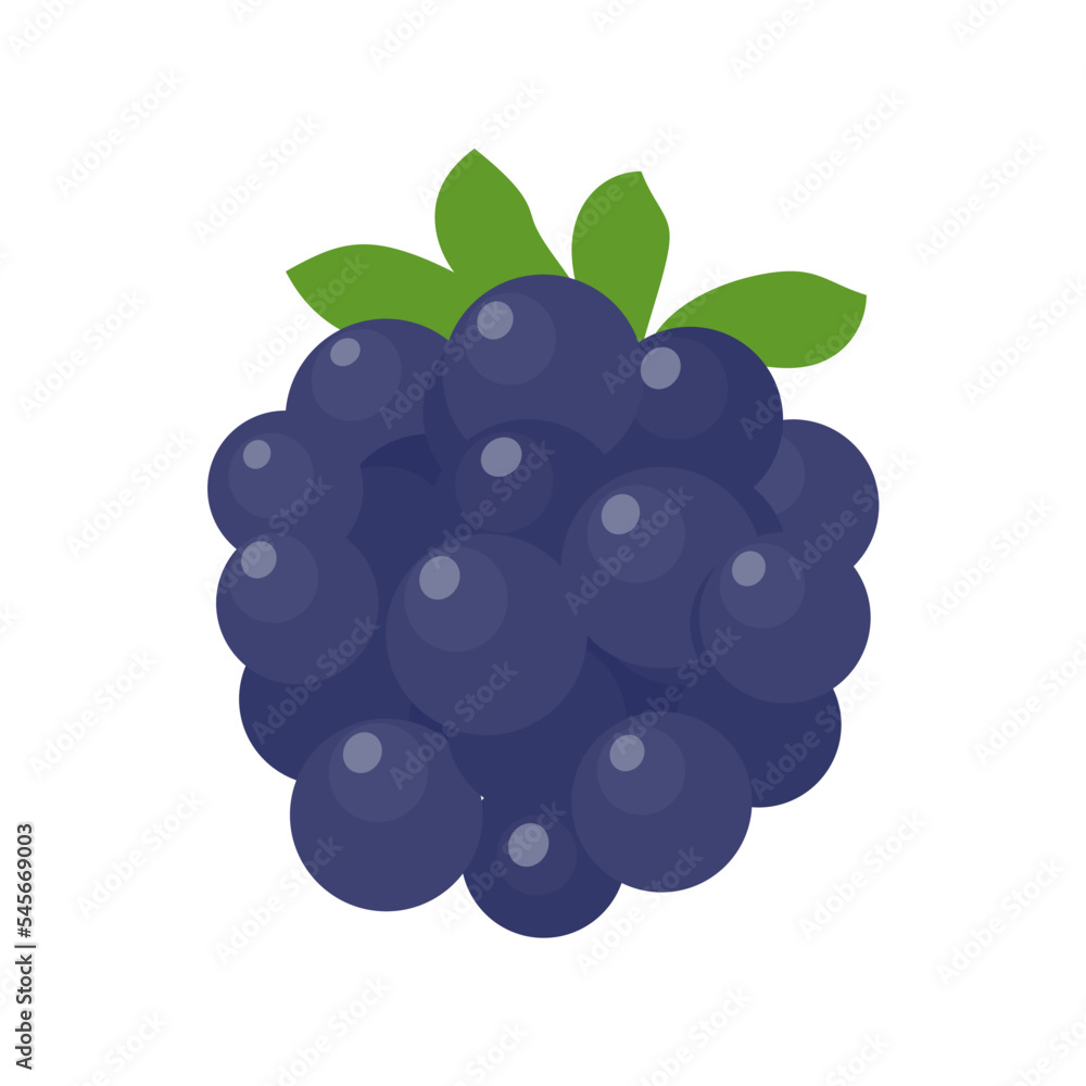 Blueberry vector. Fresh berries. Healthy fruits contain antioxidants. Blueberry vector. Fresh berries. Healthy fruits contain antioxidants.