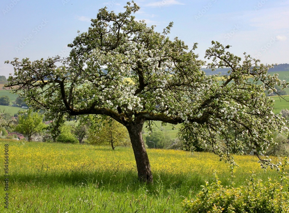 Apfelbaum in voller Blüte im ländlichen Odenwald
