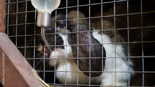 The rabbit drink water in the cage