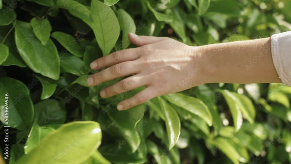 Hand of woman touching green leaves of a bush. Concept of loving nature. Hand of woman touching green leaves of a bush. Concept of loving nature.