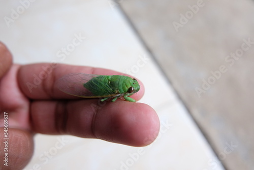 Tonggeret, also known as cicadas, are insects that belong to the Hemiptera ladybug group. photo