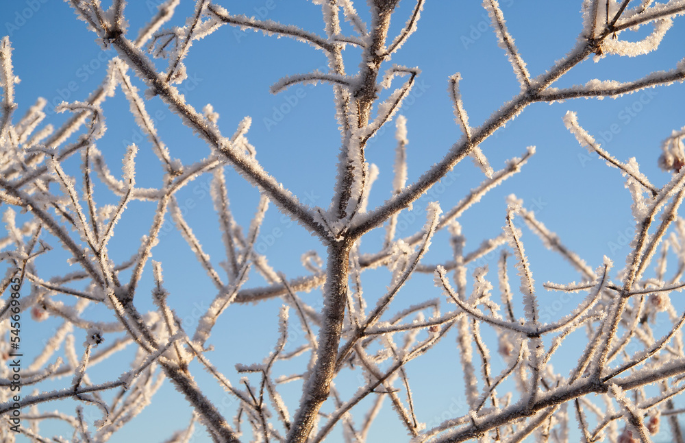 Snow Crystal Branches Snow Crystal Branches