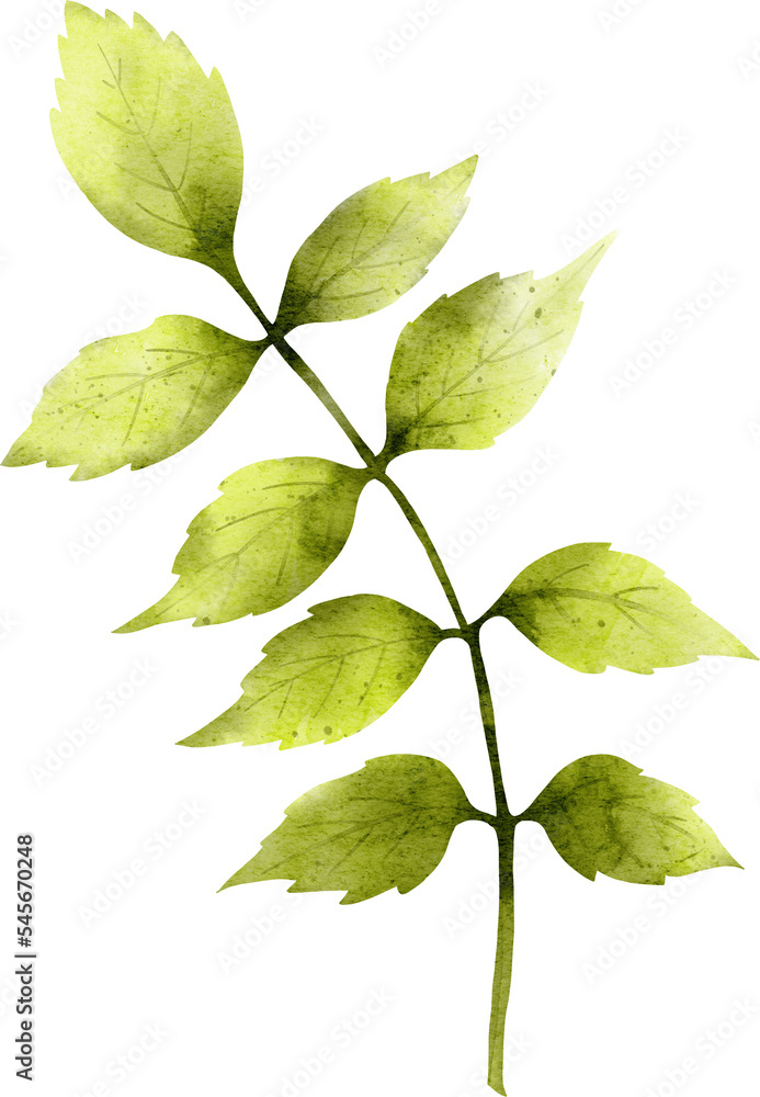 Fototapeta premium Green watercolor leaf. Botanical element for invitations, greeting cards, postcards, posters.