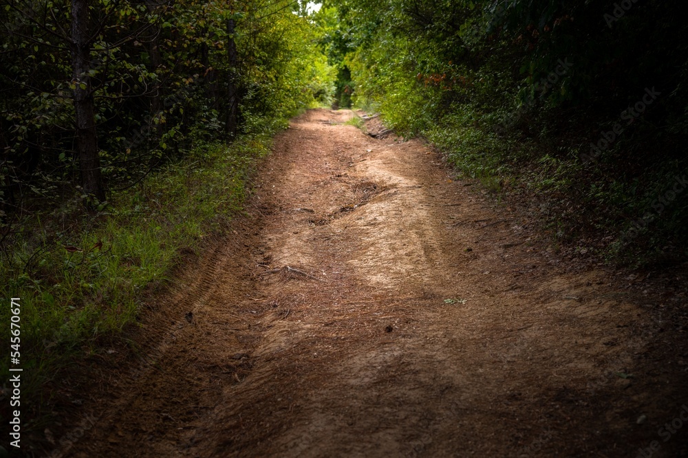 Fototapeta premium Green foliage with forestal path angle shot