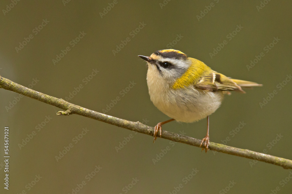 Fototapeta premium Zniczek (Regulus ignicapilla)