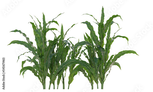 great millet filed isolated grain plant