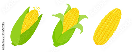 Peeled corn ears. corn vector yellow fruit