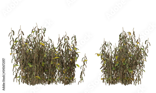 Various types of dried plants bushes shrub and small plants isolated 