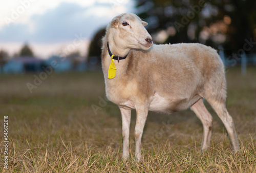 Fototapeta Naklejka Na Ścianę i Meble -  Sheep standing on a field with setting sun