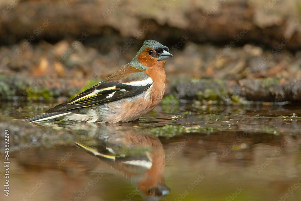Obraz premium Zięba (Fringilla coelebs)