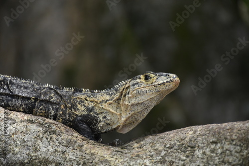 Face of an iguana on a log
