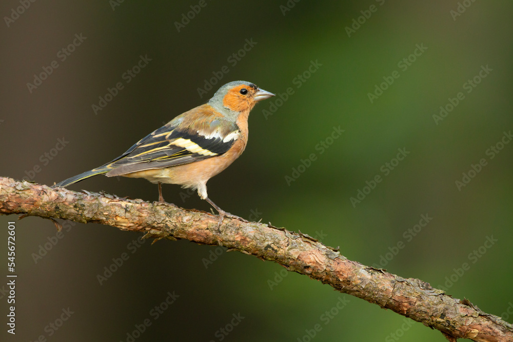 Zięba (Fringilla coelebs) Zięba (Fringilla coelebs)