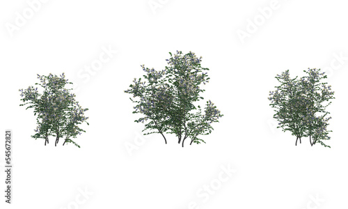 Various types of flowers grass bushes shrub and small plants isolated	