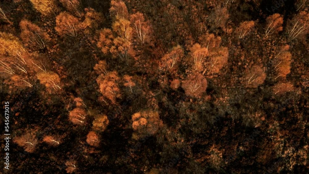 Autumn Tress shot from a drone in woodland near Bingley West Yorkshire Autumn Tress shot from a drone in woodland near Bingley West Yorkshire