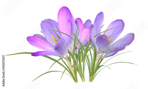 saffron crocus, autumn crocus flower 