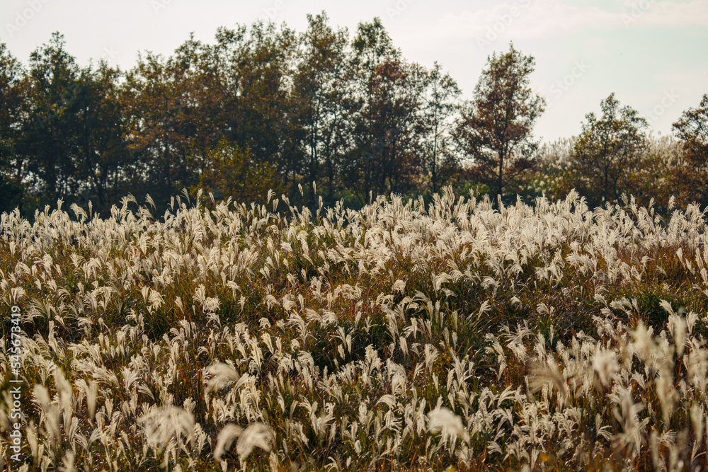 Obraz premium 夕日に照らされるススキ