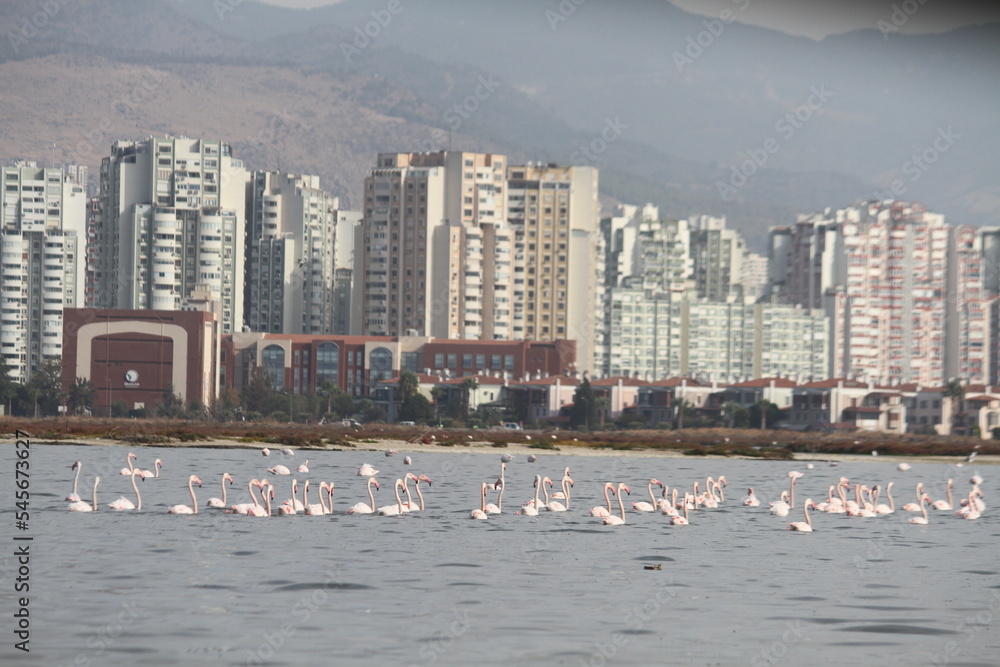 Obraz premium flamingos in the lake