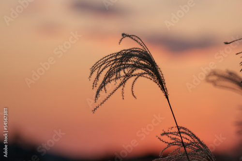 夕日に照らされるススキ