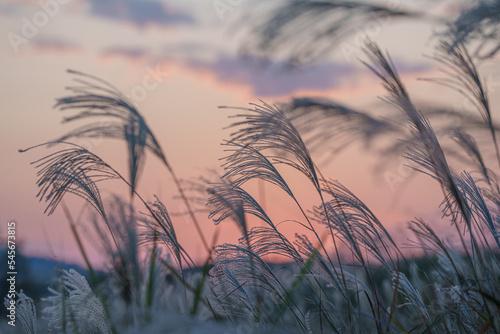 夕日に照らされるススキ