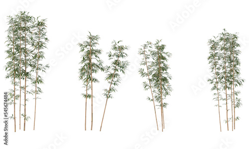 Bamboo plants, clumping of bamboo trees and leaf isolated © Poprock3d