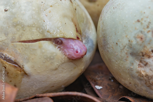 A baby reticulated python hatching from egg on pile of dry leaves