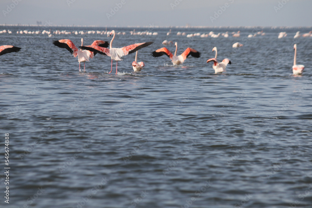 Fototapeta premium Pink Flamingos
