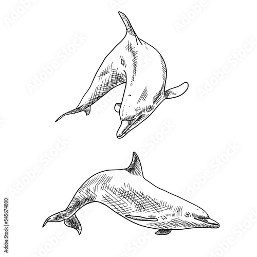 Dolphins. Vector illustrations isolated on white. Hand-drawn style.