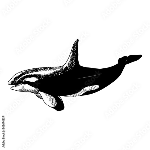 Killer whale. Vector illustration isolated on white. Hand-drawn style.