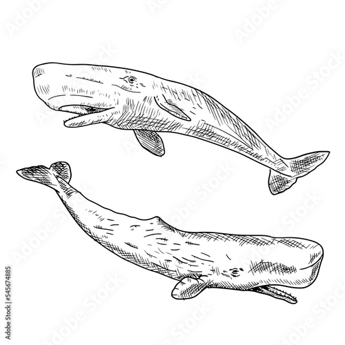 Sperm whales. Vector cartoon illustrations. Isolated on white. Hand-drawn style.