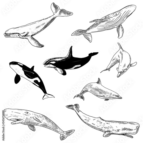 Set of sea animals. Vector illustrations. Isolated on a white background. Hand-drawn style.