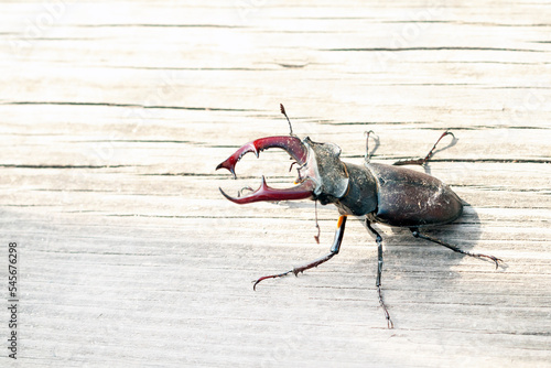 endangered deer beetle (Lucanus cervus), genus Lucanus, family of horned beetles. A beetle on a wooden surface, kopi space.