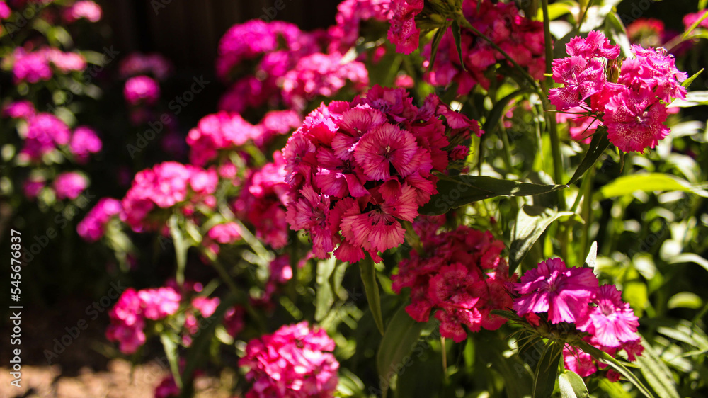 Beautiful garden flowers in pink color with blurred background