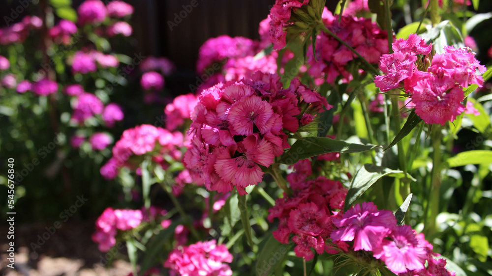 Beautiful garden flowers in pink color with blurred background