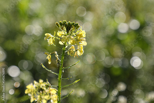 Senfblüte im Morgenlicht mit Tautropfen