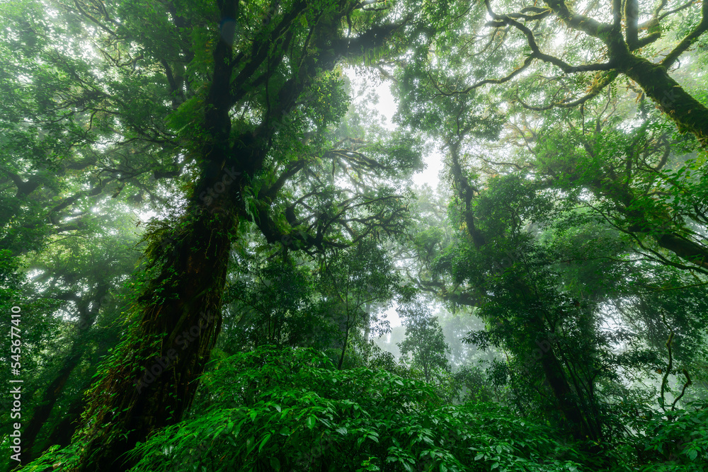 Fototapeta premium Beautiful rain forest or montain forest in doi inthanon national park, Thailand