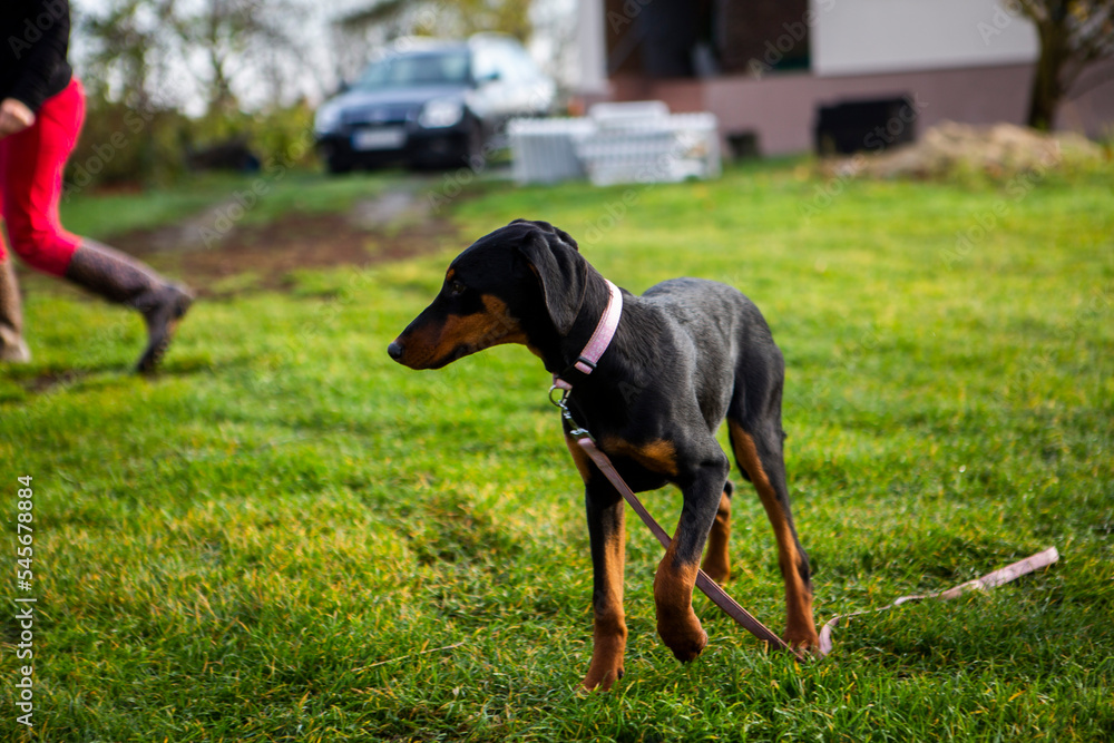 piękne pieski doberman pinczer miniaturowy razem plener piękne pieski doberman pinczer miniaturowy razem plener