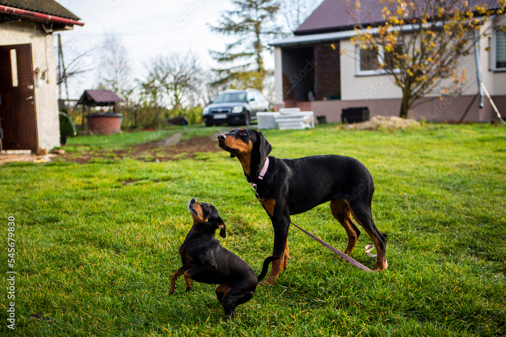 piękne pieski doberman pinczer miniaturowy razem plener piękne pieski doberman pinczer miniaturowy razem plener