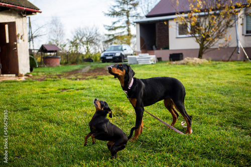 piękne pieski doberman pinczer miniaturowy razem plener