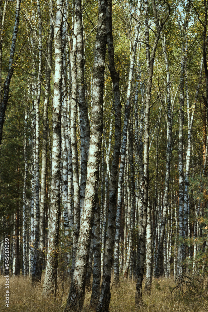 birch forest in summer