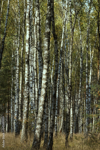birch forest in summer